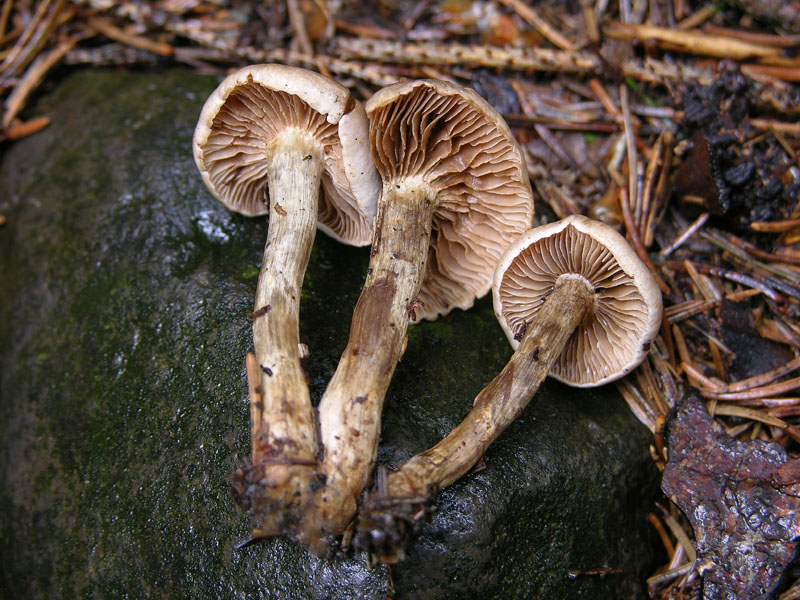 Hebeloma mesophaeum